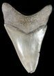 Serrated, Glossy, Megalodon Tooth - South Carolina #47217-1